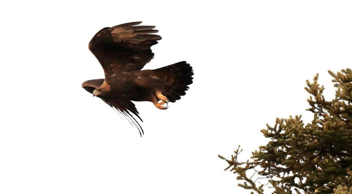 Aigle